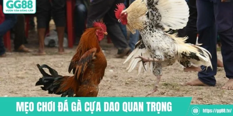 Một số mẹo chơi đá gà cựa dao quan trọng