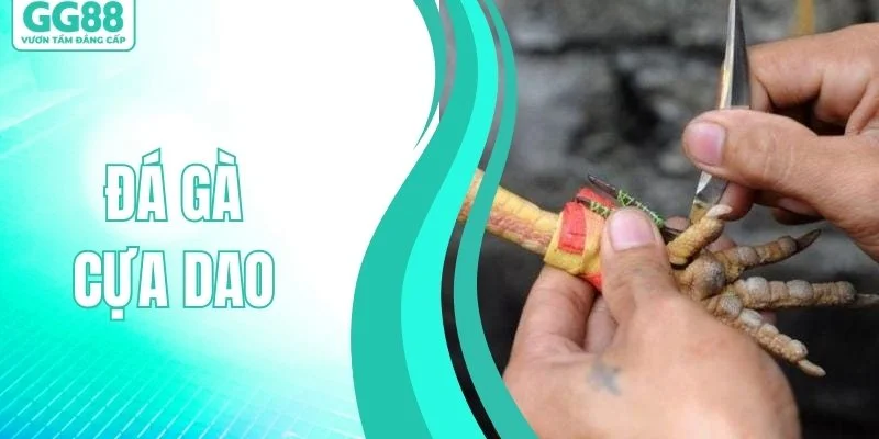 Đá Gà Cựa Dao - Huyền Thoại Sàn Đấu Cực Kỳ Gay Cấn