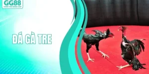 Đá Gà Tre - Đấu Trường Chọi Kê Nảy Lửa Ngập Tràn Kịch Tính